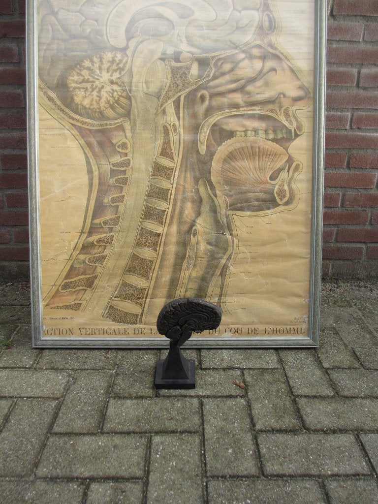 Schoolplaat/ AFFICHE HISTOIRE NATURELLE PERRIER & GERVAIS, Ophalen, Natuur en Biologie