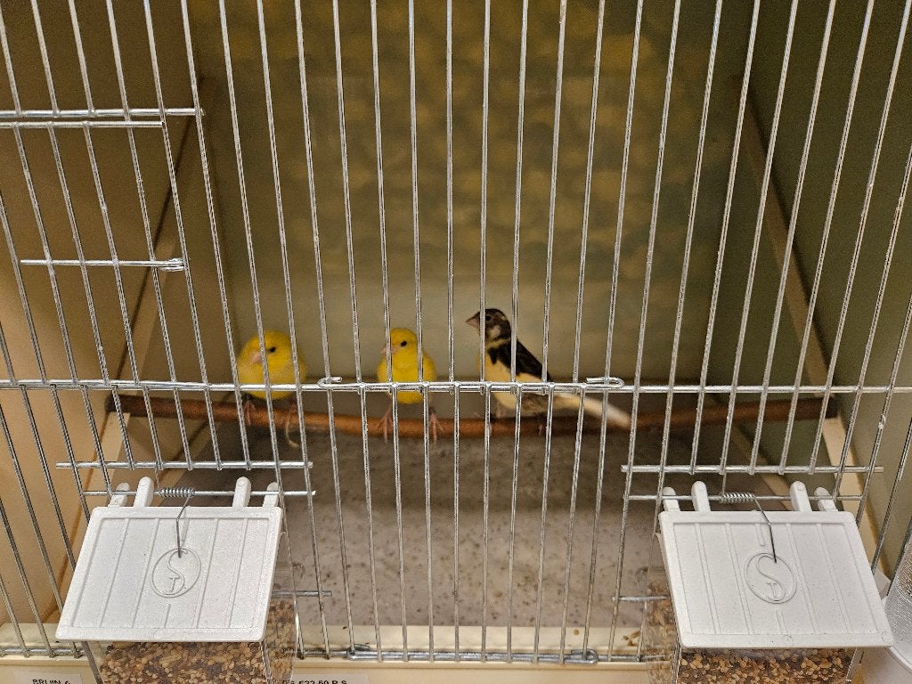Serinus canaria Kanarie, Dieren en Toebehoren, Vogels | Kanaries, Kleurkanarie, Meerdere dieren