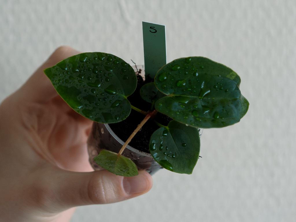 Anthurium Michelle x Papillilaminum zaailing #5, Overige soorten, Minder dan 100 cm, Groene kamerplant, Halfschaduw