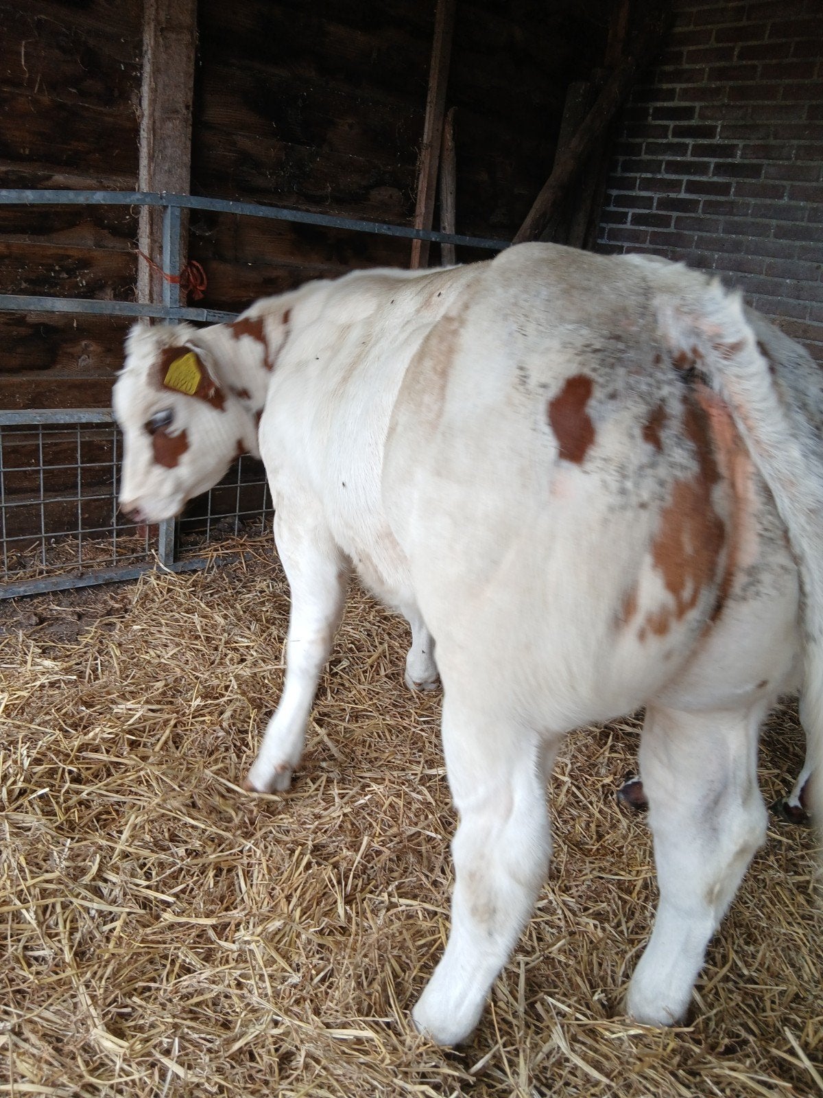 roodbonte dikbil vaars, Dieren en Toebehoren, Vrouwelijk, 0 tot 2 jaar