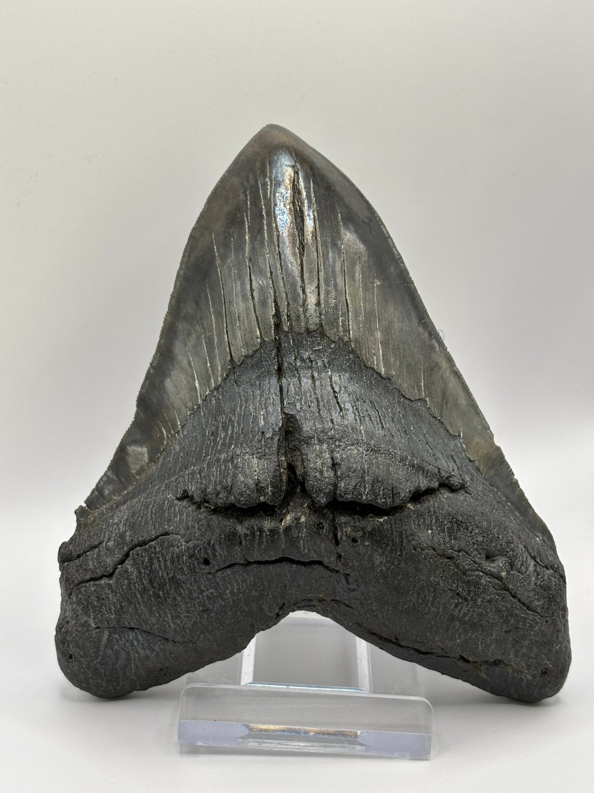 Fossiele haaientand Otodus Megalodon South Carolina, Ophalen of Verzenden, Fossiel