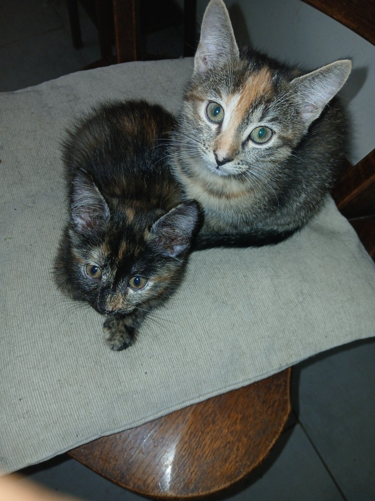 te koop 2 kittens 11 weken oud, 3 kleurige kitten,, Poes, 0 tot 2 jaar