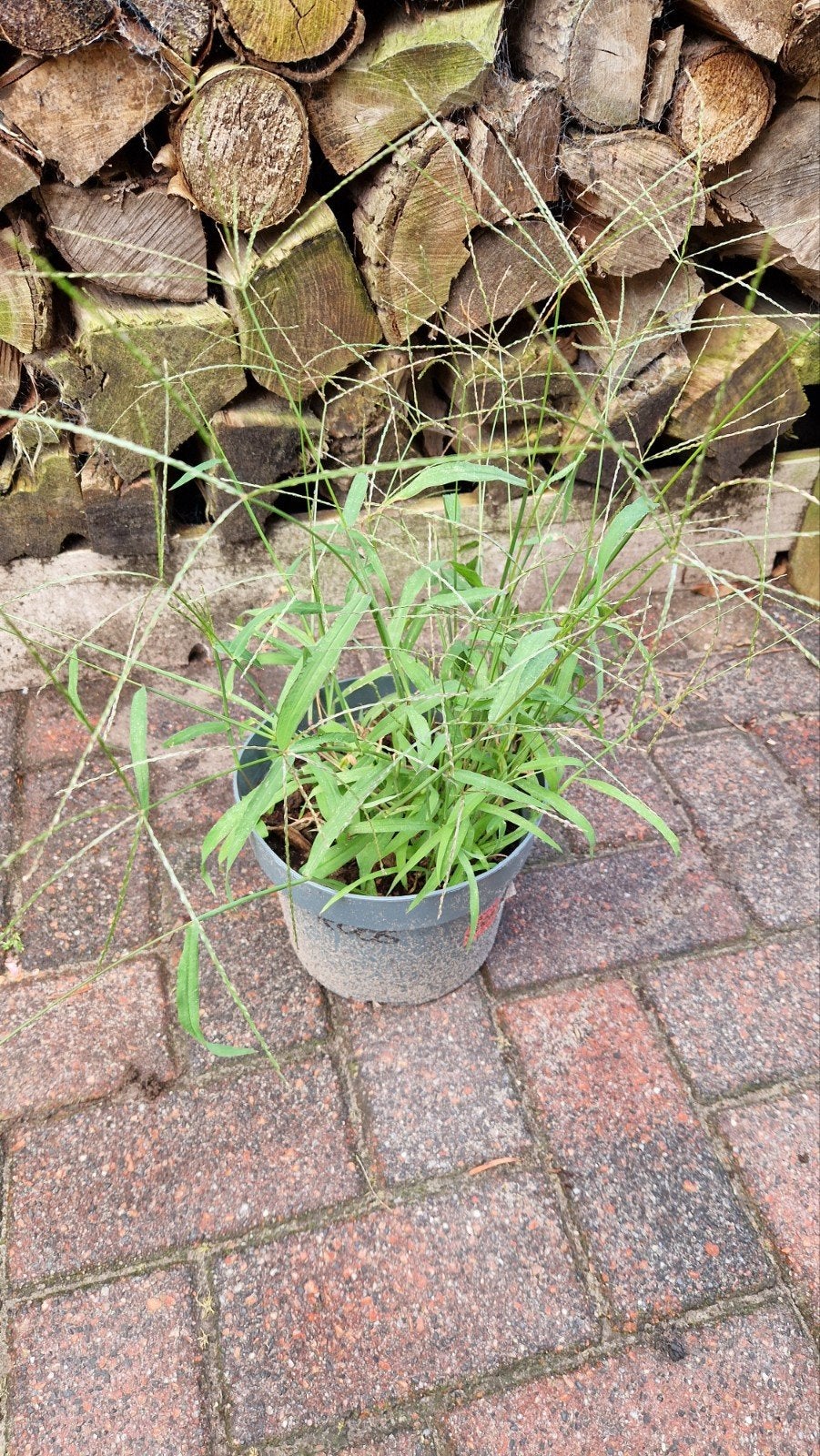 Siergras in pot - Decoratief en onderhoudsvriendelijk, Tuin en Terras, Planten | Tuinplanten, Ophalen, Siergrassen, Volle zon