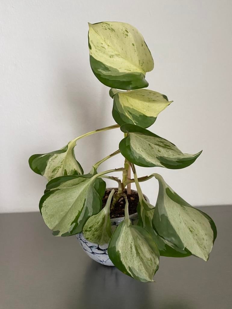 Epipremnum Pinnatum ‘ Happy Leaf’ variegata, inclusief potje, Huis en Inrichting, Kamerplanten, Ophalen of Verzenden, In pot, Minder dan 100 cm