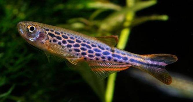 Brachydanio frankei Danio leopard, Vis, Zoetwatervis, Schoolvis