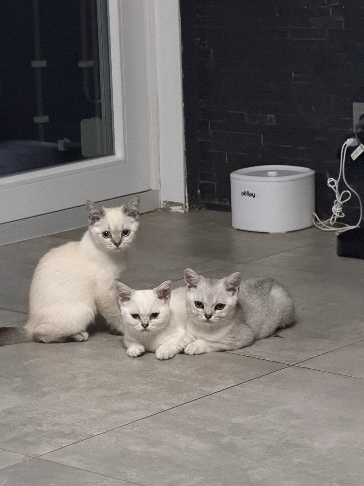 Britse kort haar kittens, Dieren en Toebehoren, Kortharig