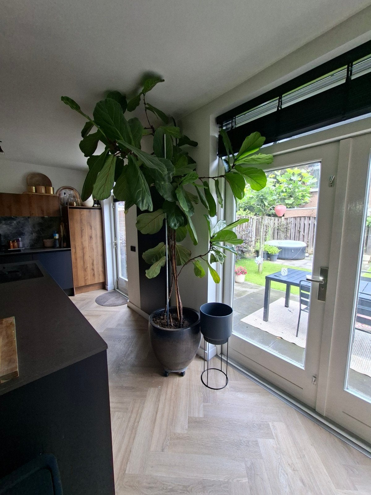Grote kamerplant Ficus Lyrata, Huis en Inrichting, Groene kamerplant, Ophalen of Verzenden, Halfschaduw, 200 cm of meer