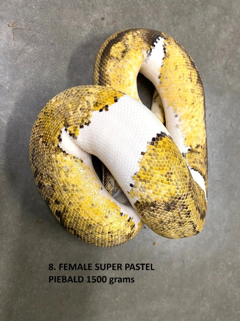 Koningspythons halwas en volwassen kweekdieren deel 1 Ball Python photo 8