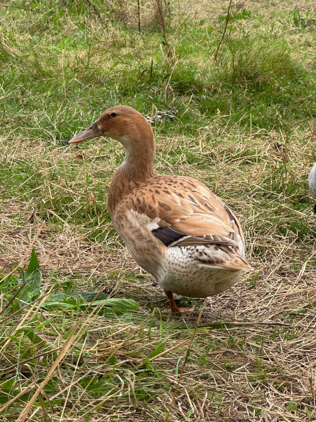 4 (loop)eenden 1 woerd + 3 vrouwen | biologisch gehouden, Dieren en Toebehoren, Pluimvee, Vrouwelijk, Eend
