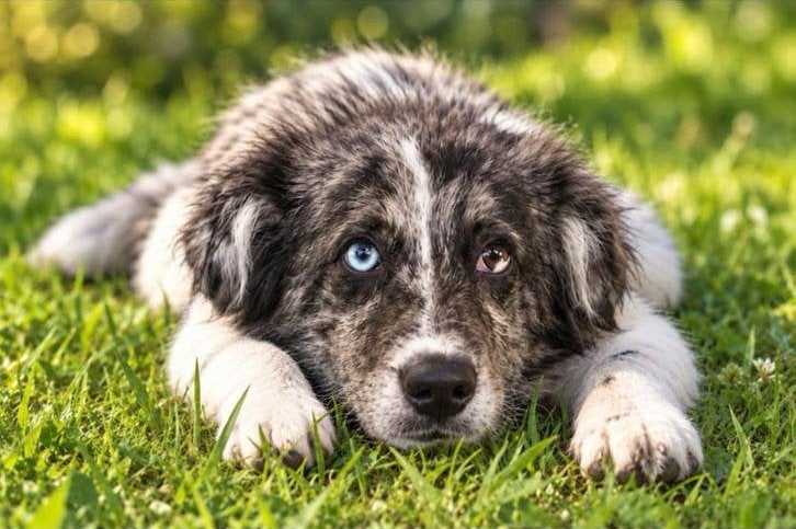 Boomer x pomeriaan, Dieren en Toebehoren, 15 weken tot 1 jaar, Meerdere, Meerdere dieren, Middel