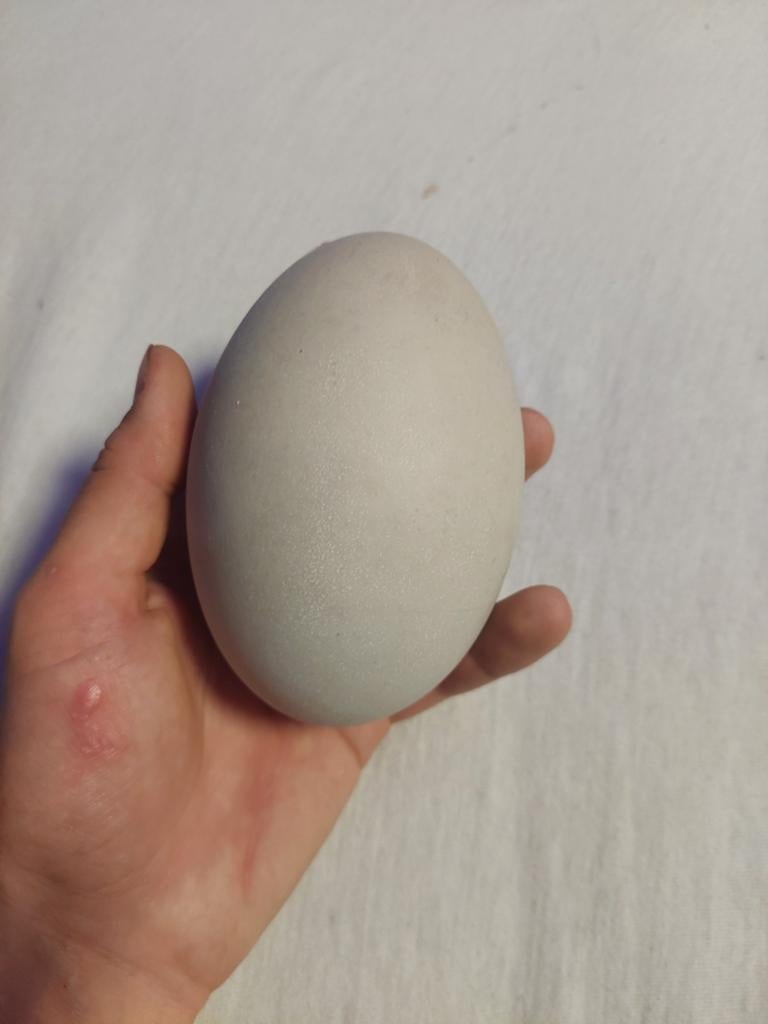 Ei van Kn’obbelzwaan antiek met 1 gat, Ophalen, Nieuw, Vogel, Overige typen