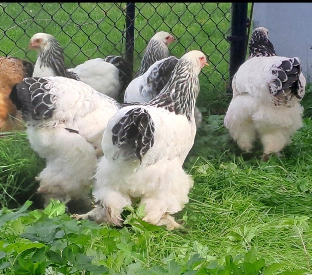 Brahma hennen en hanen aan de leg., Meerdere dieren, Kip
