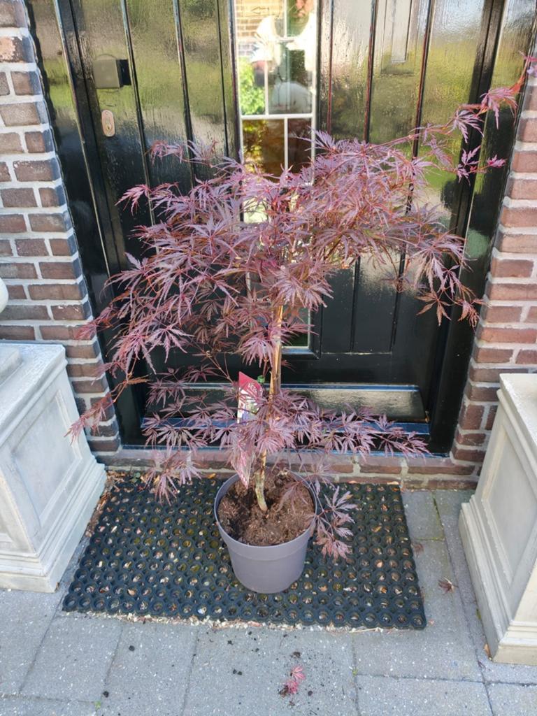 Acer Japanse Esdoorn Garnet, Ophalen, Bloeit niet, Overige soorten, Halfschaduw