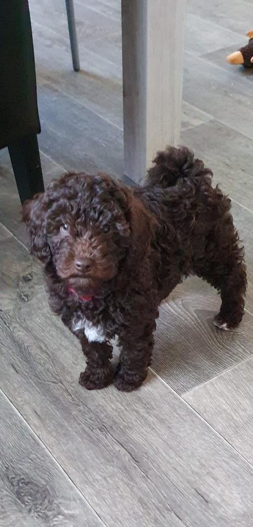 prachtige mini Labradoodle pup, Overige rassen, 8 tot 15 weken, Meerdere, Meerdere dieren