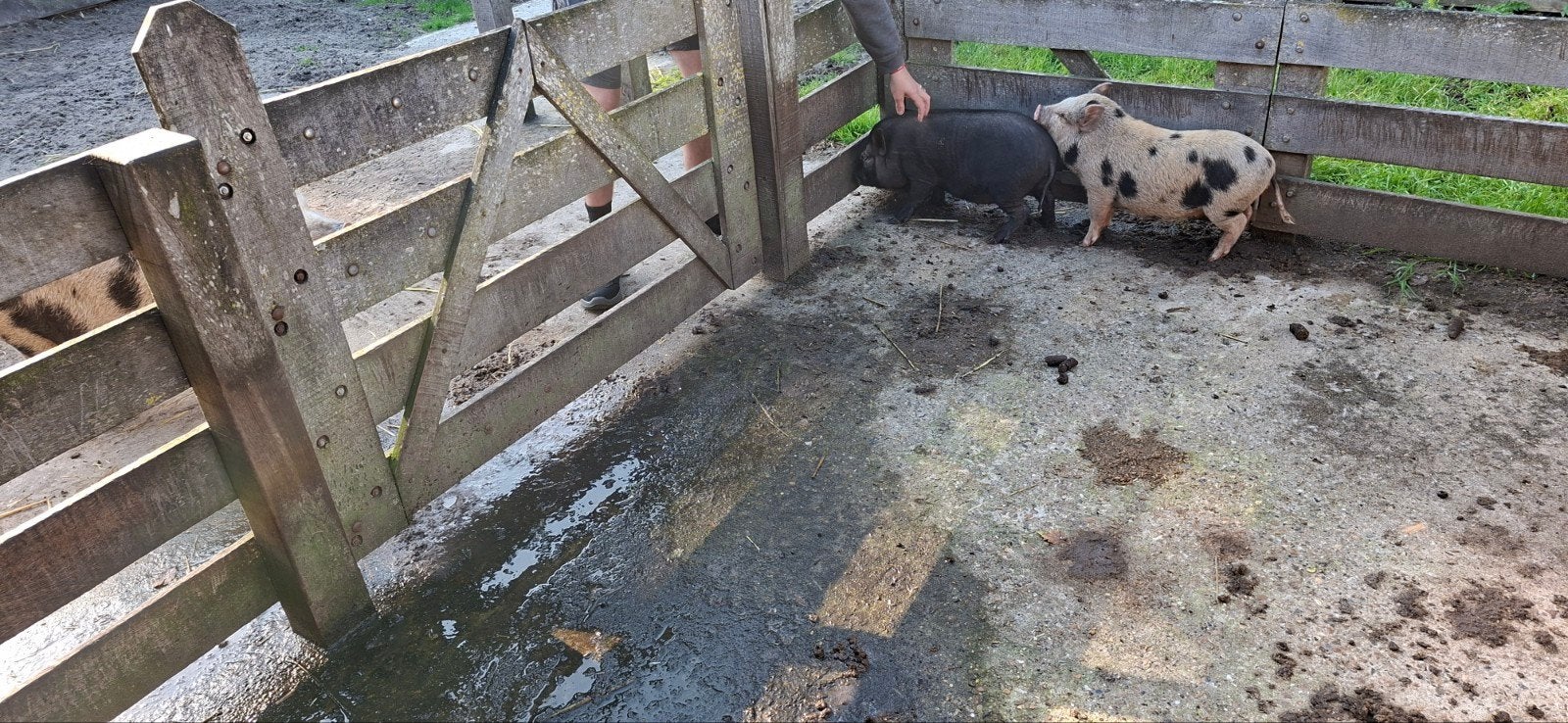 te koop mooi minibiggen, Dieren en Toebehoren, Meerdere dieren, Varken