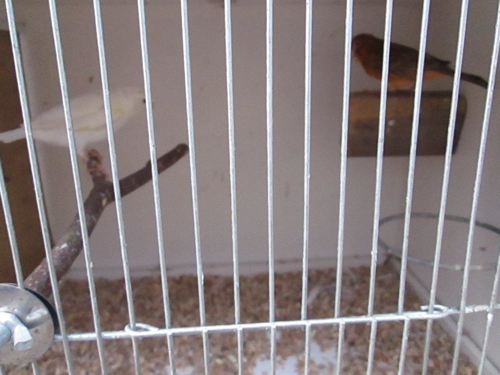 2x witte kanarie man, Meerdere dieren, Kleurkanarie
