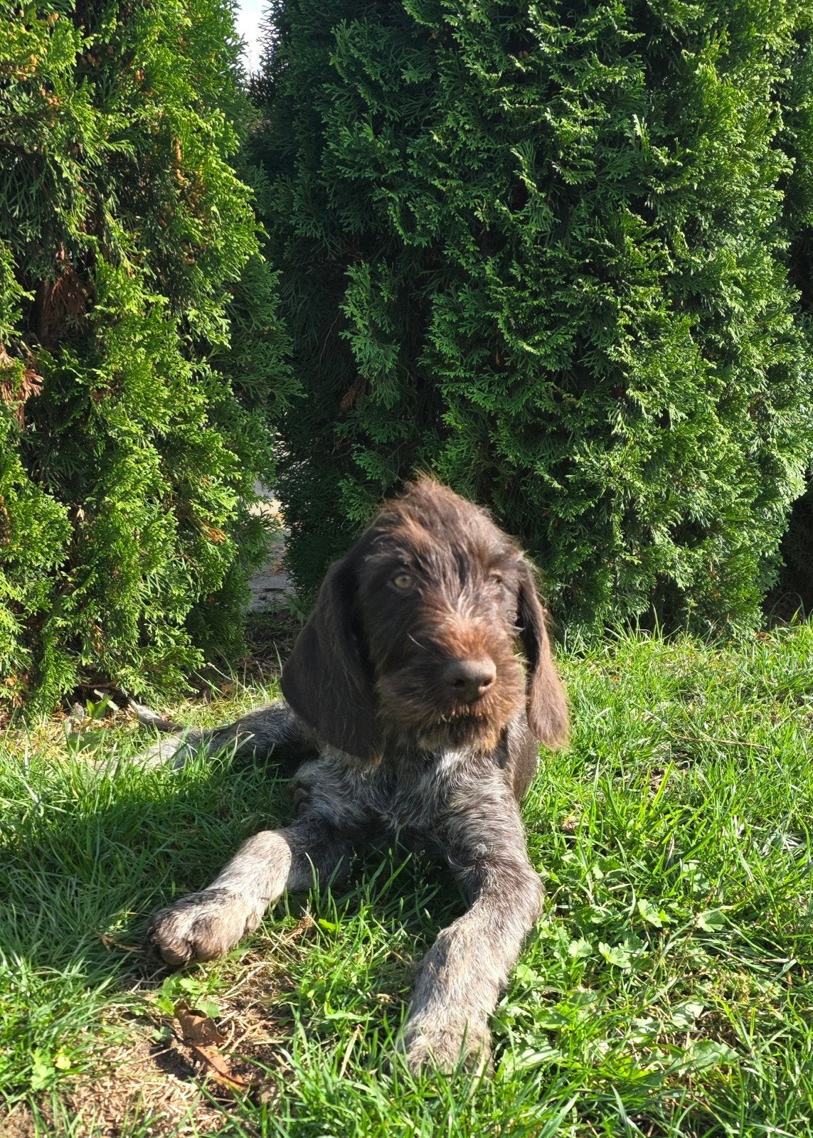 Duitse staande draadhaar pup met FCI stamboom., Dieren en Toebehoren, Duitse Staande hond, Reu, CDV (hondenziekte), 8 tot 15 weken