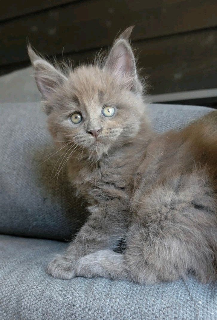 Maine Coon poesje Blue Solid, Russische lijn, Poes, Met stamboom, 0 tot 2 jaar