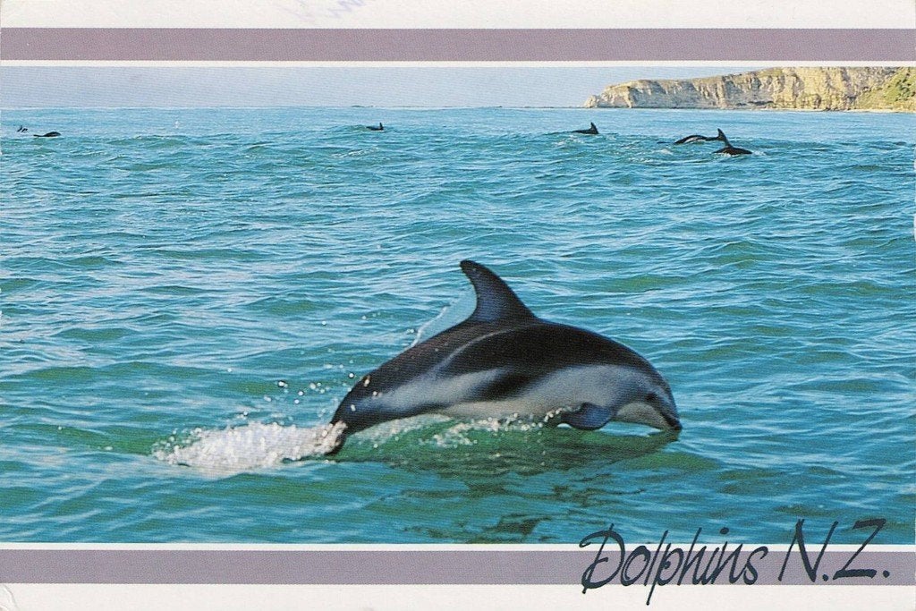 Dolfijnen in Nieuw Zeeland 223, Verzamelen, Ansichtkaarten | Dieren, Verzenden, 1980 tot heden, Gelopen, Waterdier