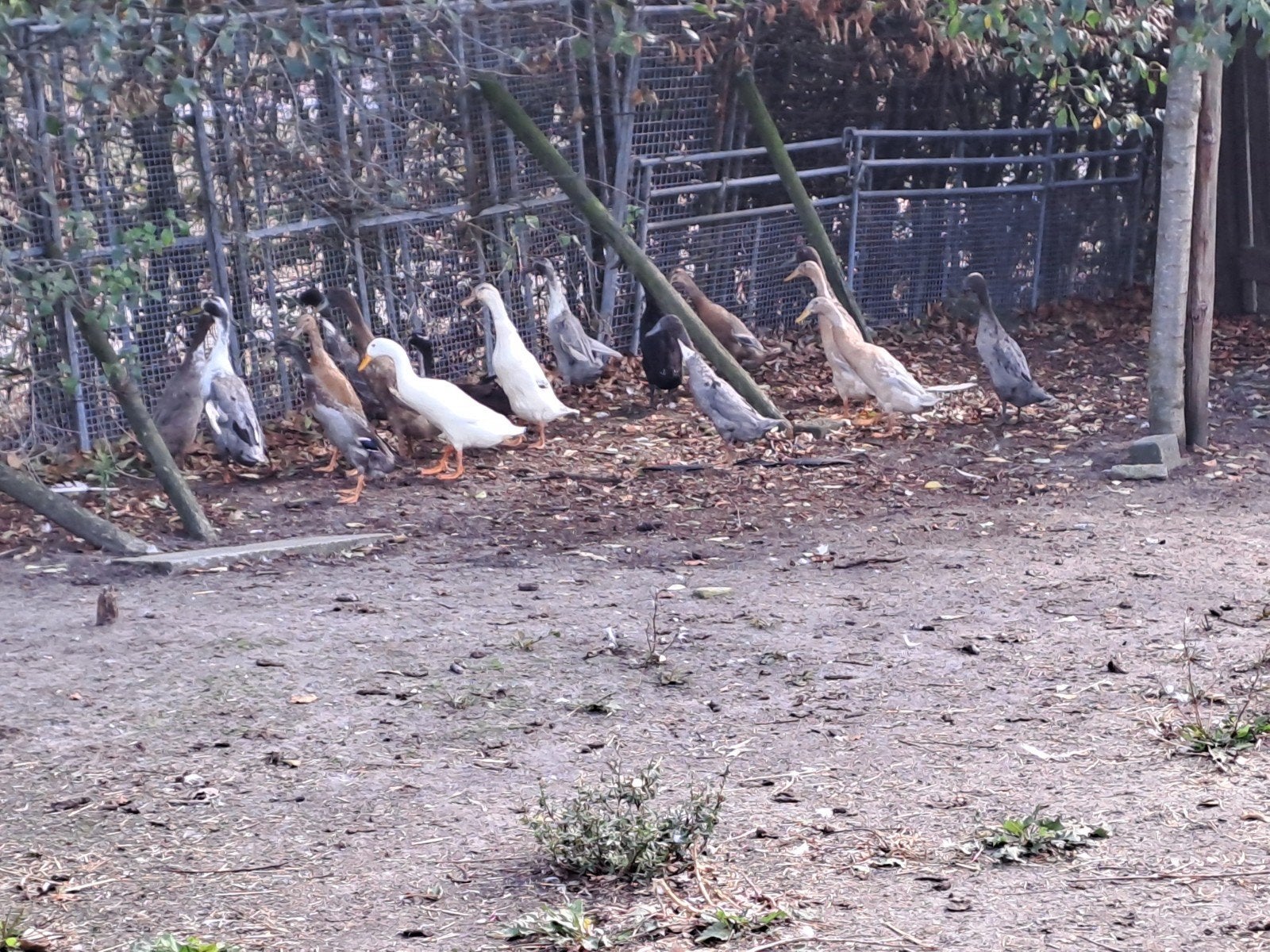 loopeenden / fleseenden, Dieren en Toebehoren, Pluimvee, Meerdere dieren, Eend
