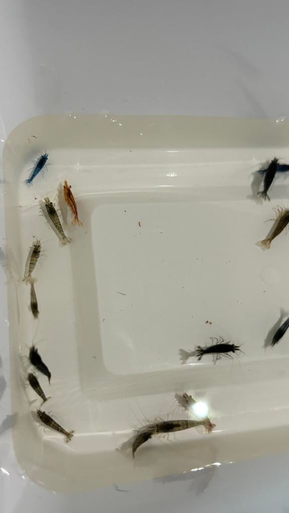 Garnalen mix 12 voor €5,00, Kreeft, Krab of Garnaal