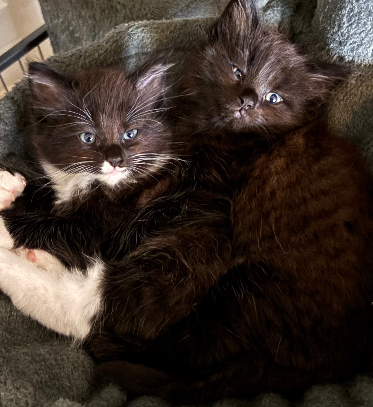 Lieve kittens Maine Coon x Ragdoll, Poes, Ontwormd, 0 tot 2 jaar