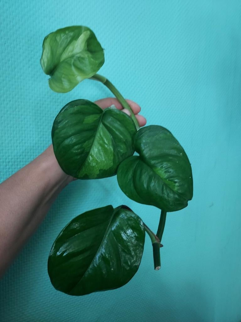Epipremnum global green stekken, Huis en Inrichting, Kamerplanten, Ophalen of Verzenden, Halfschaduw, Minder dan 100 cm