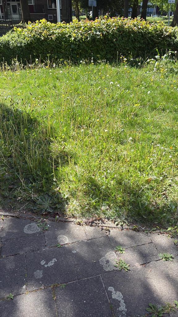 Gezocht: tuinman/hovenie /die hout + grofvuil meeneemt