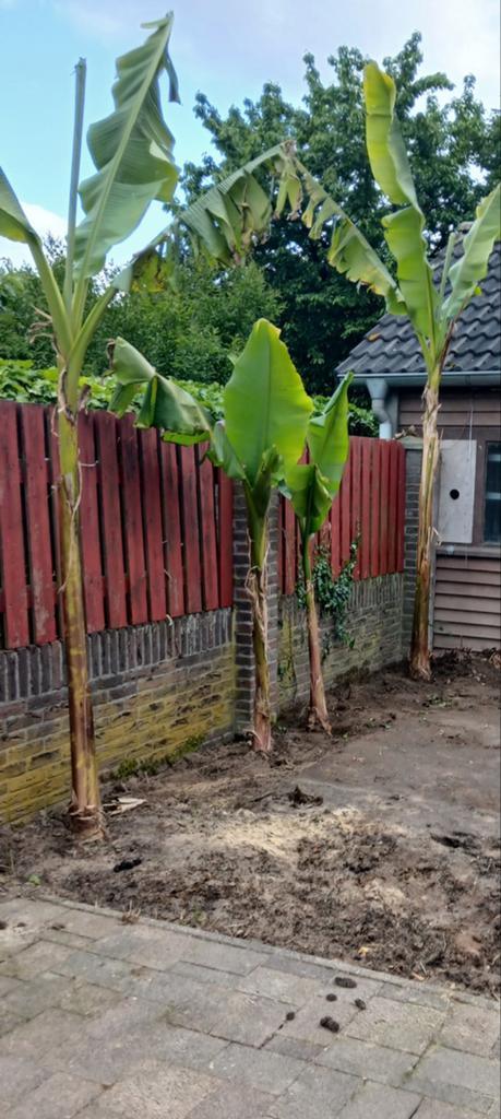 Bananenplant (Musa Basjoo) - Winterharde Exoot, Ophalen, Overige soorten, Volle zon