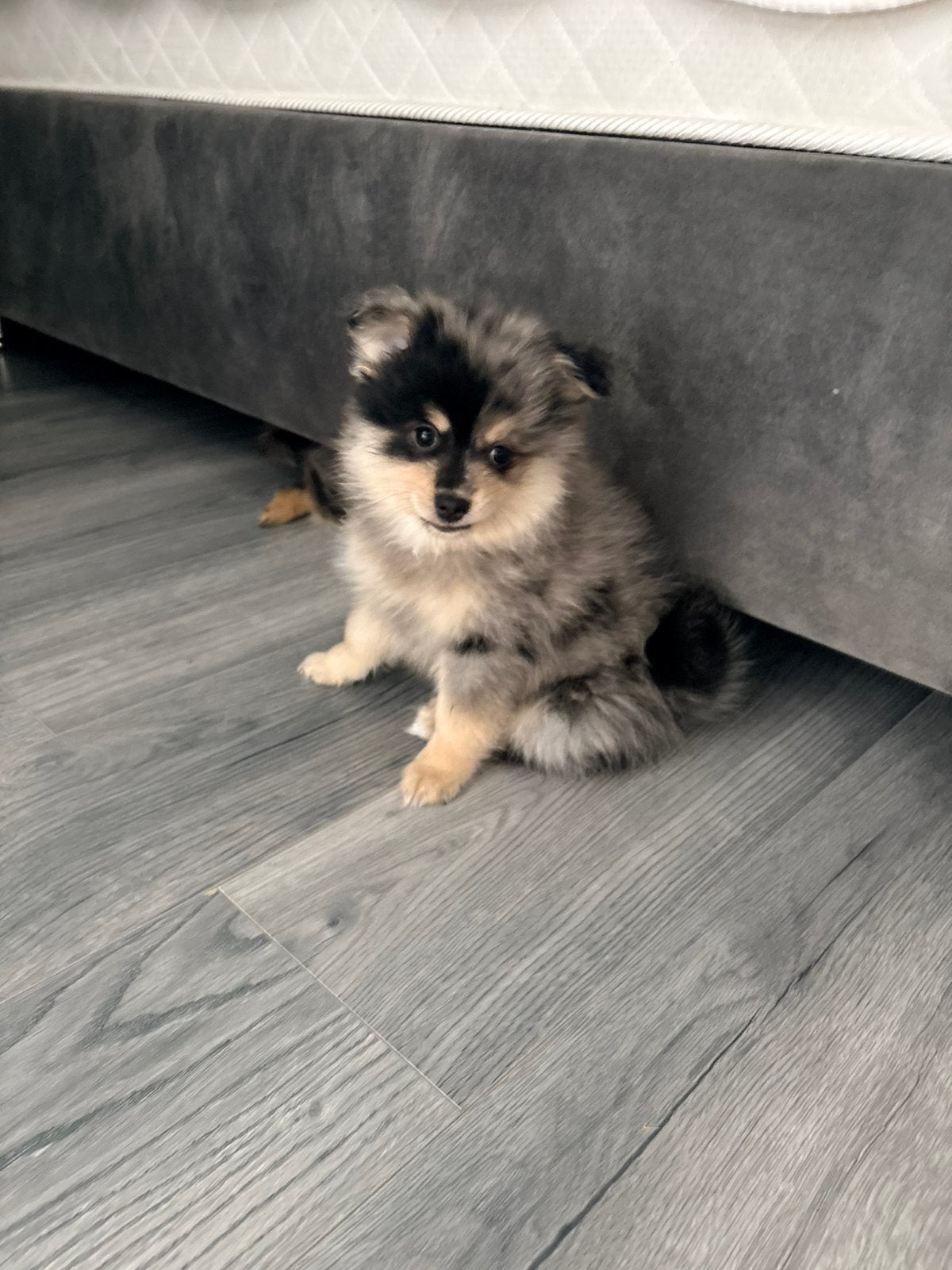 Pomeriaan pups mogen verhuizen, Dieren en Toebehoren, Overige rassen, 8 tot 15 weken, Meerdere, Meerdere dieren