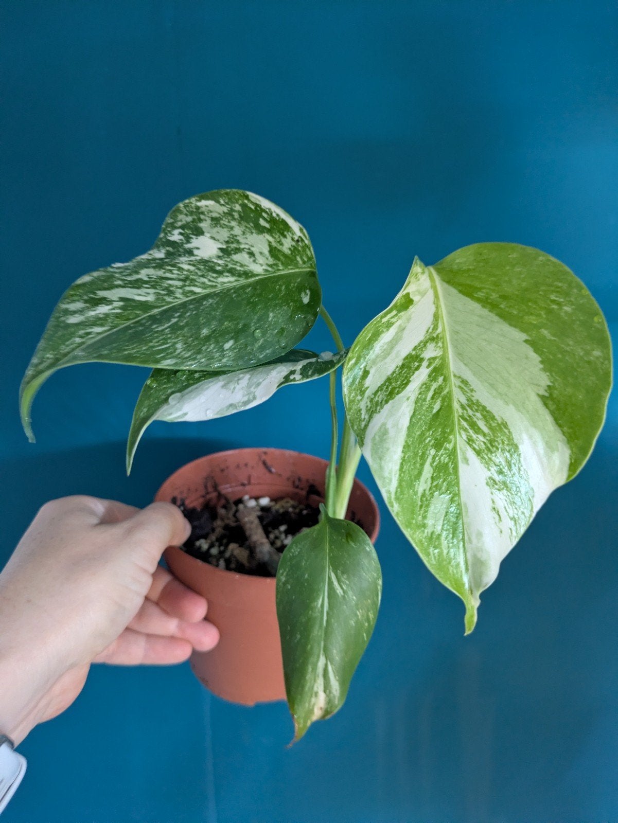 Monstera variegata 'Snow White' plantje uit wetstick, Ophalen of Verzenden, Halfschaduw, Minder dan 100 cm