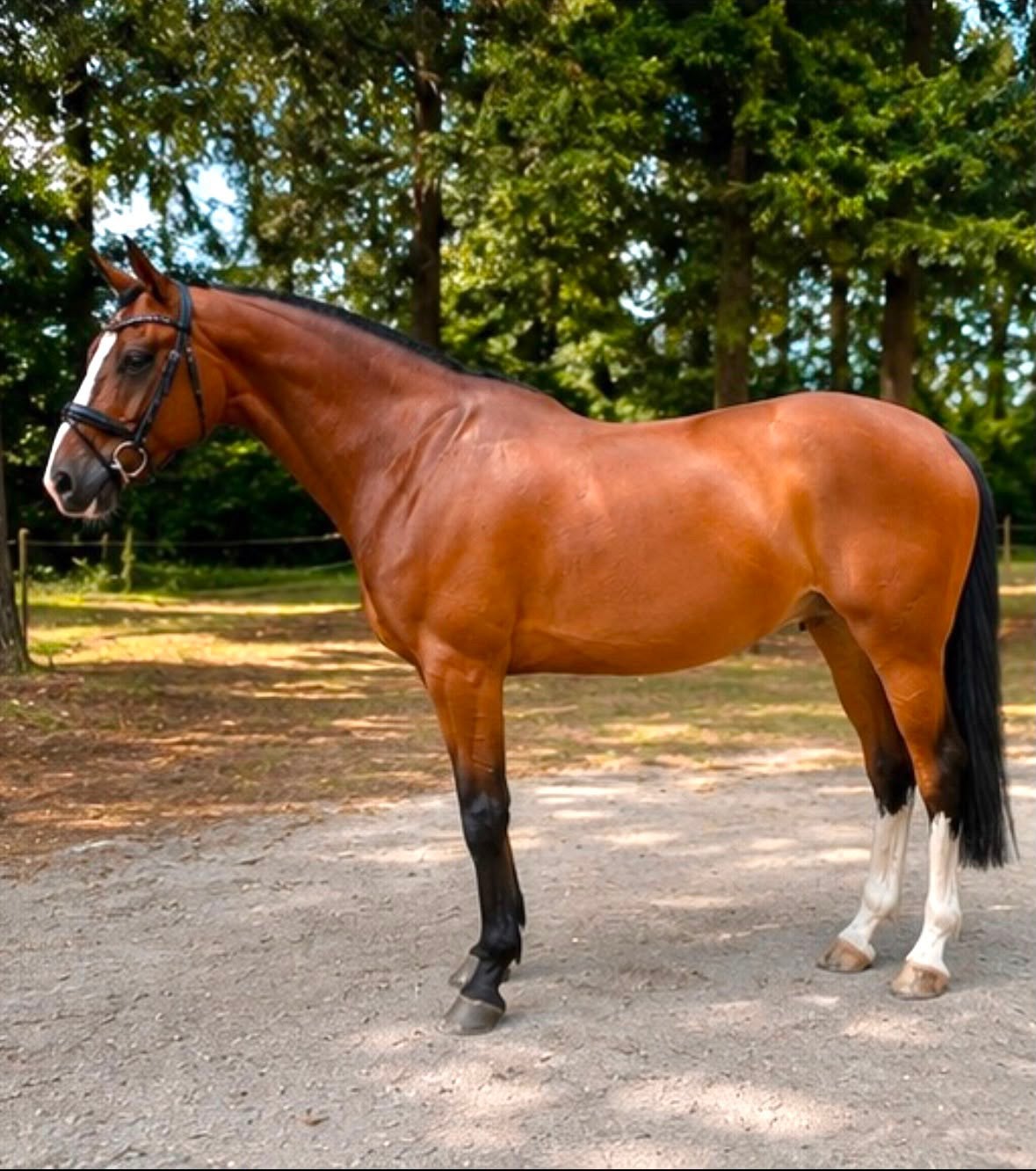 Superknappe allrounder, Ruin, Dressuurpaard, 11 jaar of ouder, 165 tot 170 cm