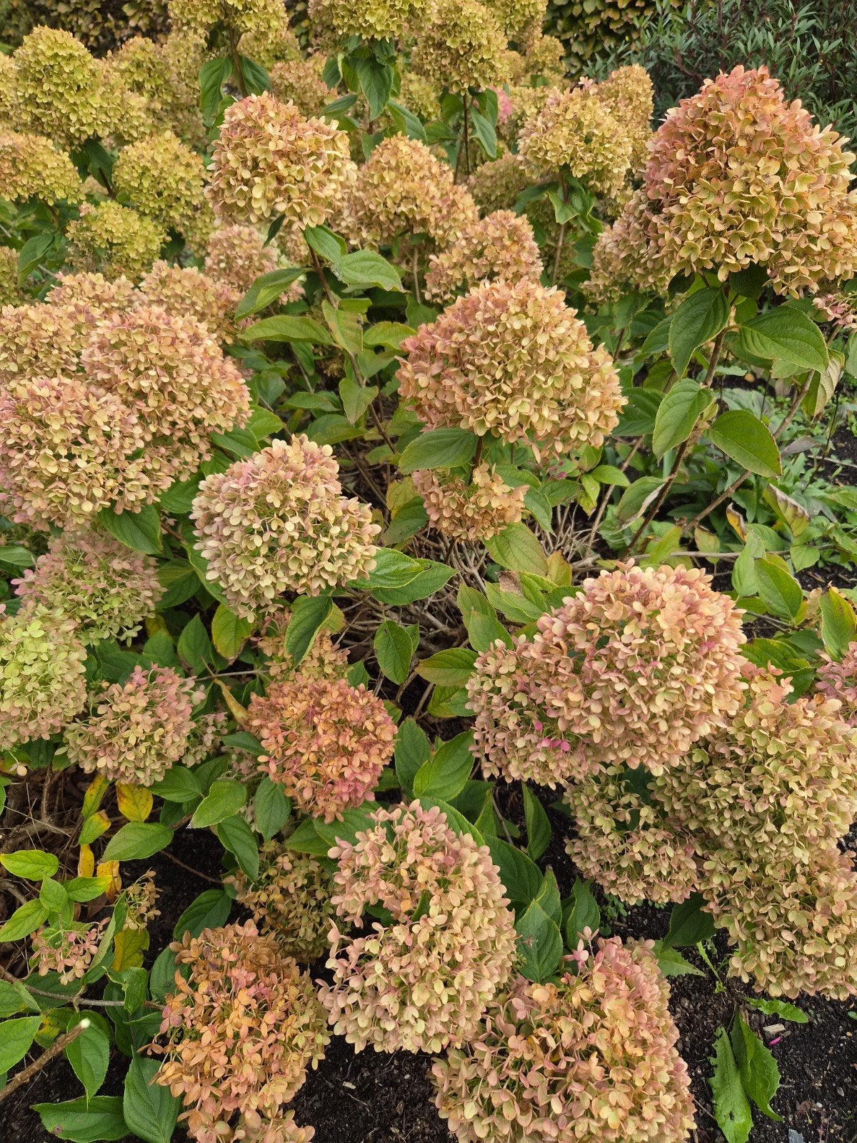 Hortensia bloemen voor op vaas, Volle zon, Minder dan 100 cm, Zomer, Overige soorten