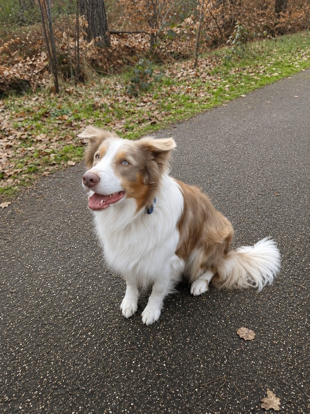Prachtige lilac border collie dekreu, België, Particulier, Reu, 1 tot 2 jaar