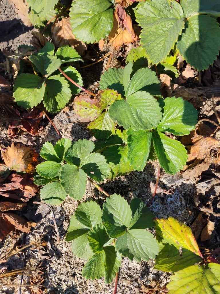 Stekjes aardbeien, Tuin en Terras, Ophalen, Fruitplanten, Volle zon