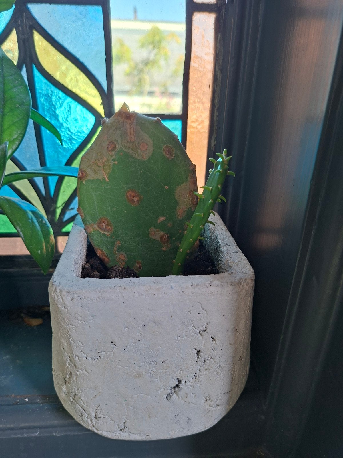 Kleine Cactus in Betonnen Pot, Ophalen, Minder dan 100 cm, In pot, Cactus