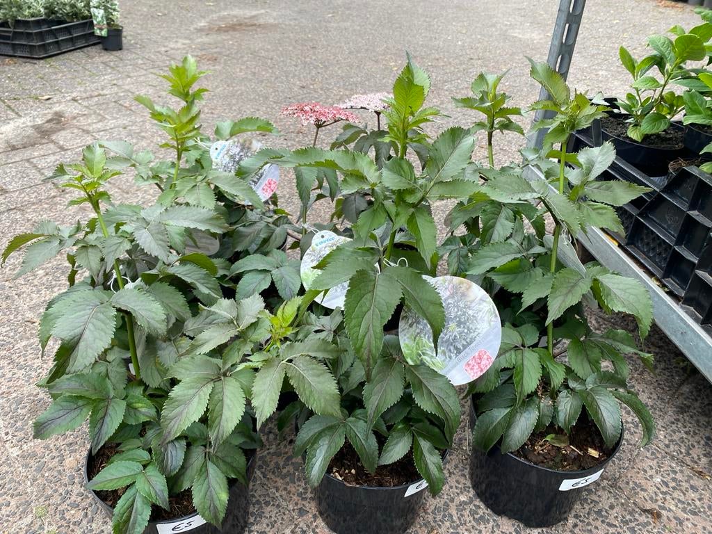 Sambucus nigra 'Black Tower' - Zwarte Vlier, Volle zon, Vaste plant, Zomer, Ophalen