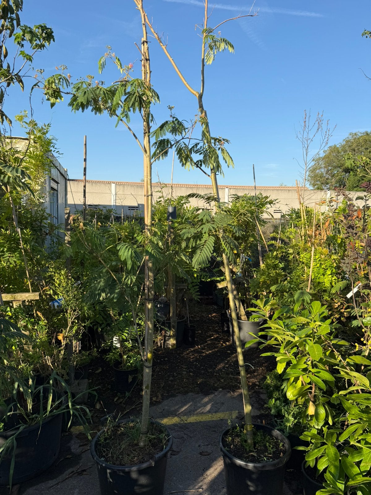 Partij 3 slaap bomen  pot gekweekt  nu slechts 50 pst 3 /125, Volle zon, Vaste plant, Zomer, Ophalen