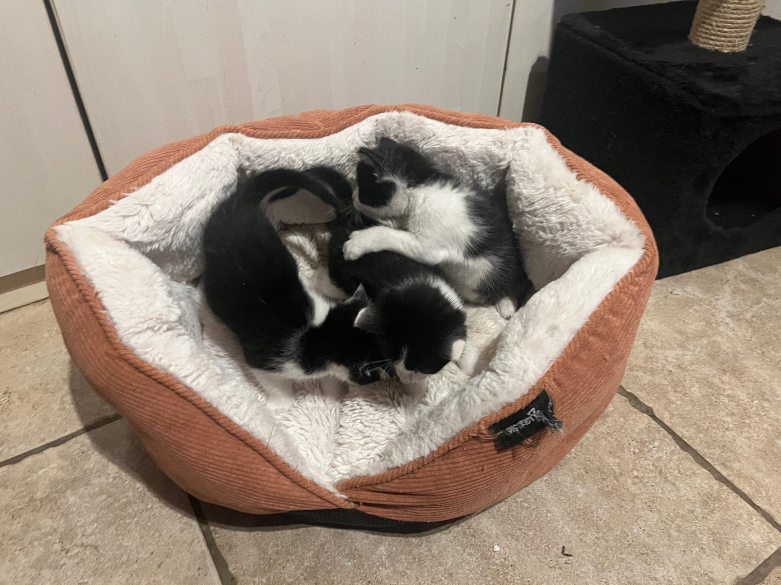 Kittens, Dieren en Toebehoren, Katten en Kittens | Overige Katten, Meerdere dieren