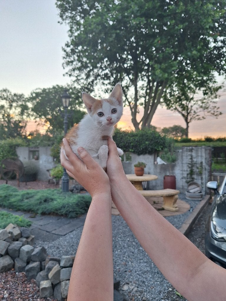 Schattige mooie kittens, Meerdere dieren, Kortharig, 0 tot 2 jaar