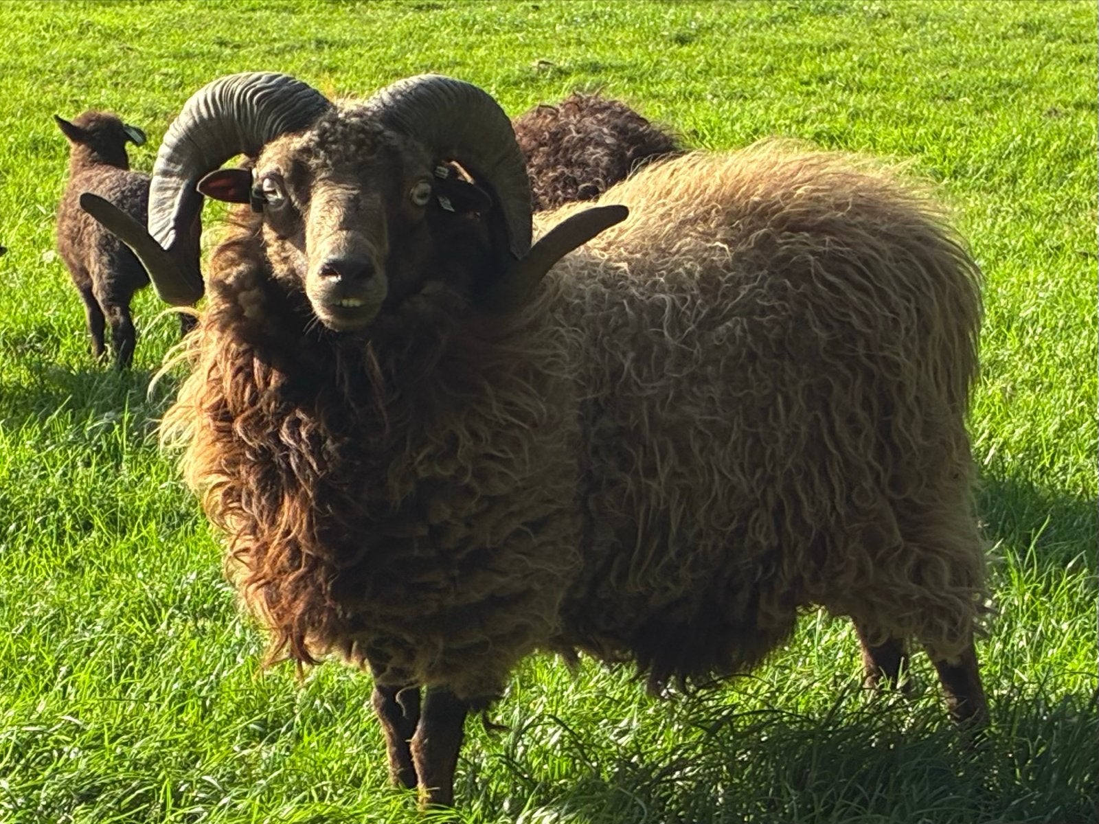 2 mooie Ouessant stamboekrammem, Dieren en Toebehoren, Mannelijk, Schaap