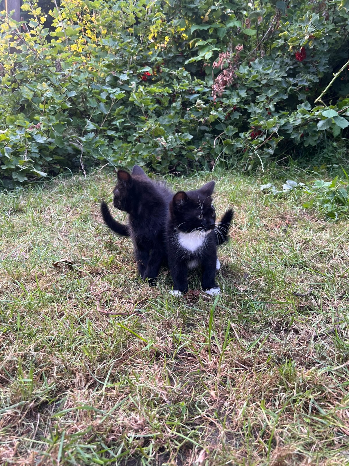 2 kittens, Dieren en Toebehoren, Kater