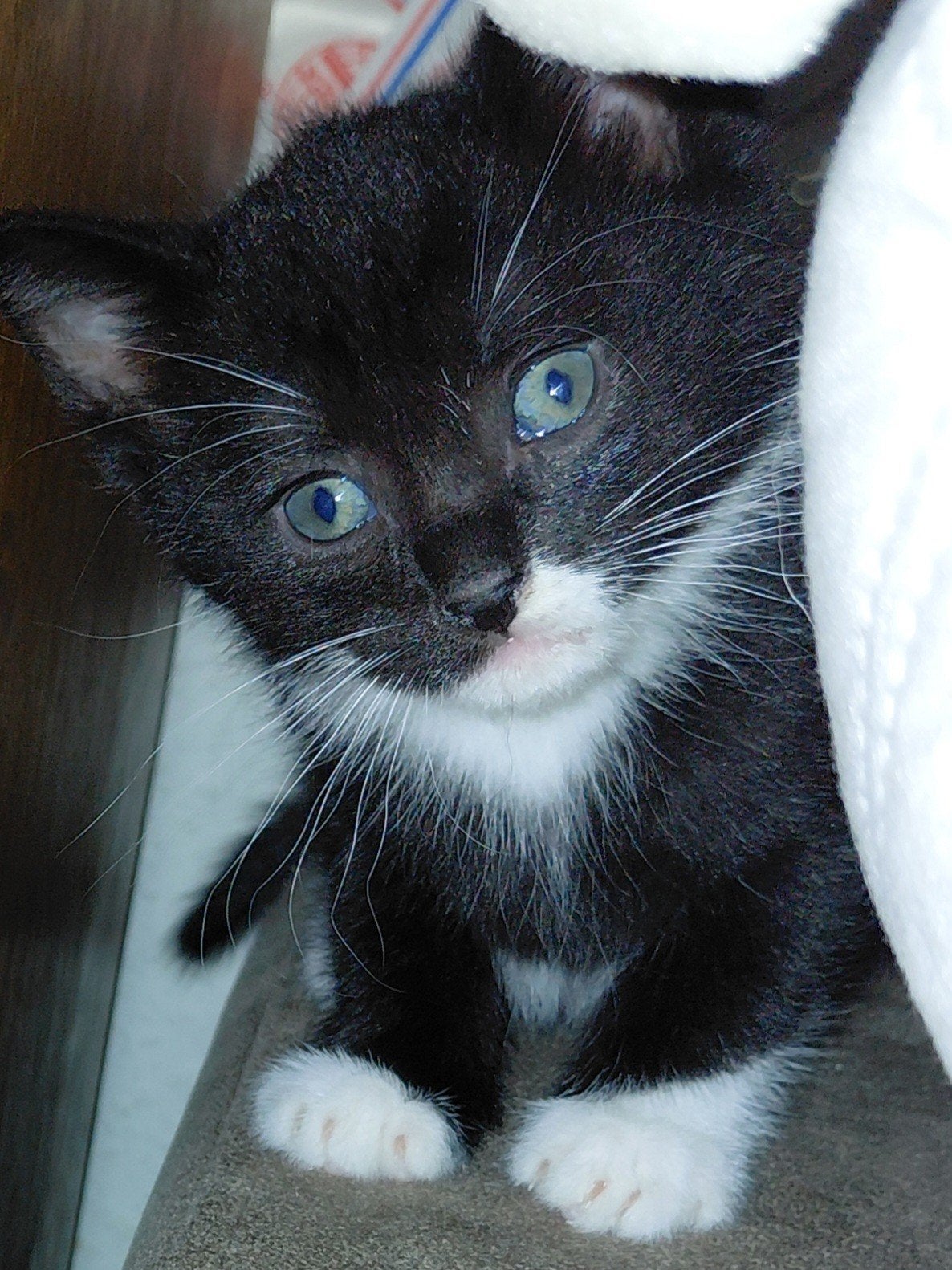 Mooie kittens Brits x europese korthaar, Dieren en Toebehoren, Katten en Kittens | Raskatten | Korthaar, Meerdere dieren, Ontwormd