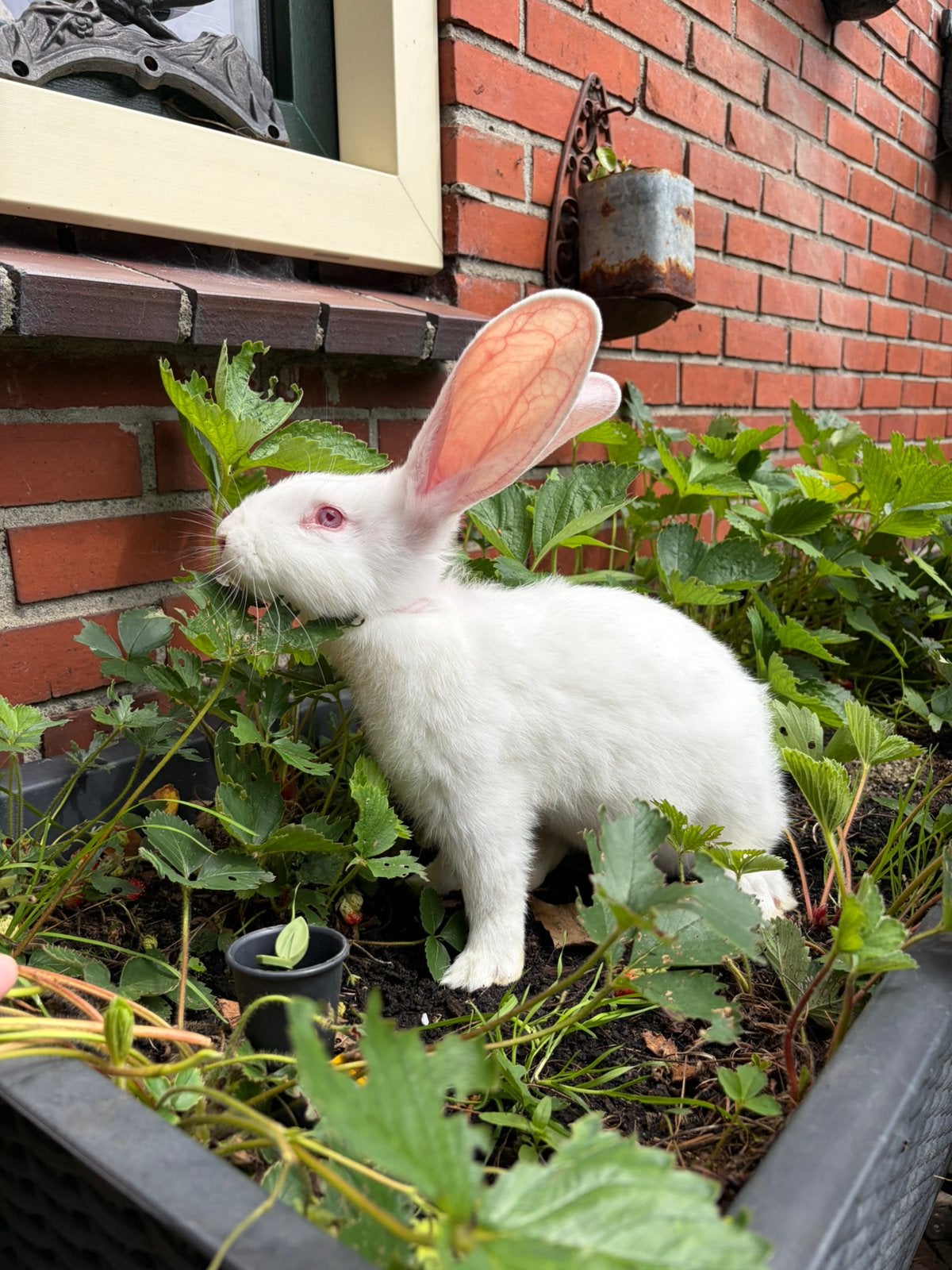 Duitse reus albino ram, Dieren en Toebehoren, Konijnen, Mannelijk, Groot