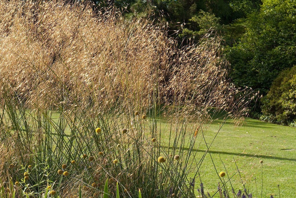 Restpartij 21 Siergrassen Mix grote planten € 100, Ophalen of Verzenden, Herfst, Siergrassen, Volle zon