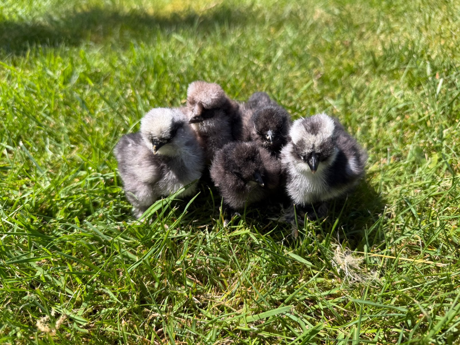 Mooie usa zijdehoen hennen kuikens, Dieren en Toebehoren, Pluimvee, Vrouwelijk, Kip