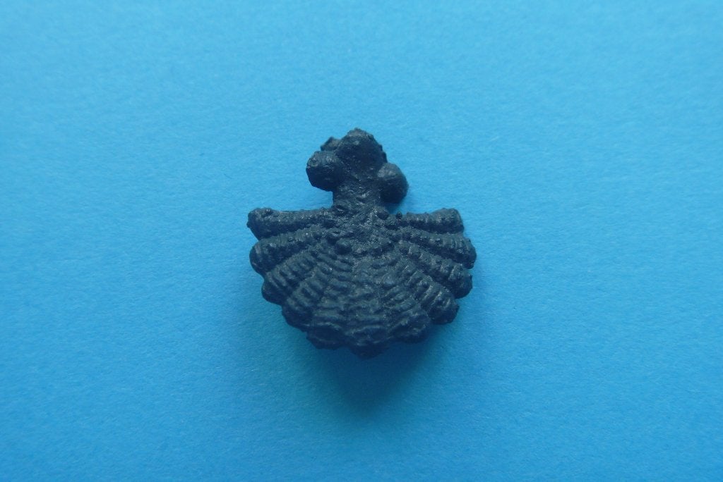Bodemvondst. pelgrimsinsigne. pelgrim insigne. Jacobsschelp, Ophalen of Verzenden