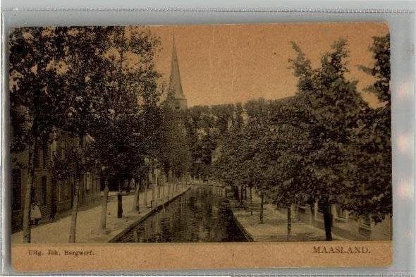 Maasland   TULPPrachtkaart uitg Joh. Bergwerf 1910