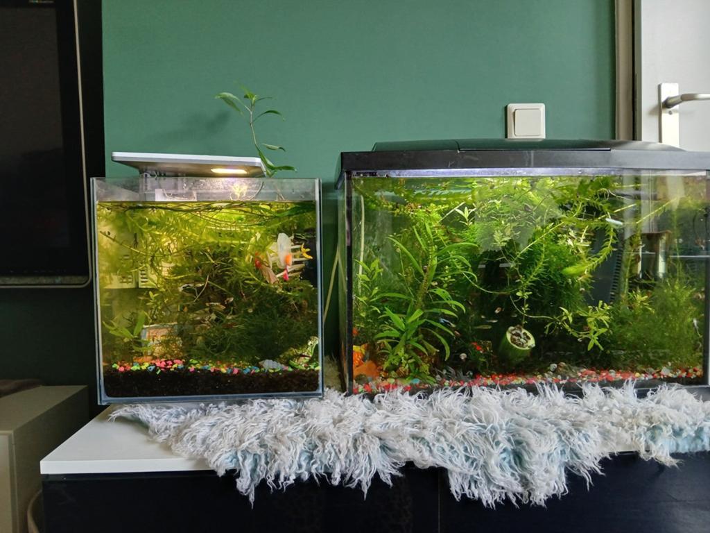 Wat  gezond water  en plantjes en evt rode garnaaltjes, Dieren en Toebehoren, Ophalen, Plant(en), Steen of Hout