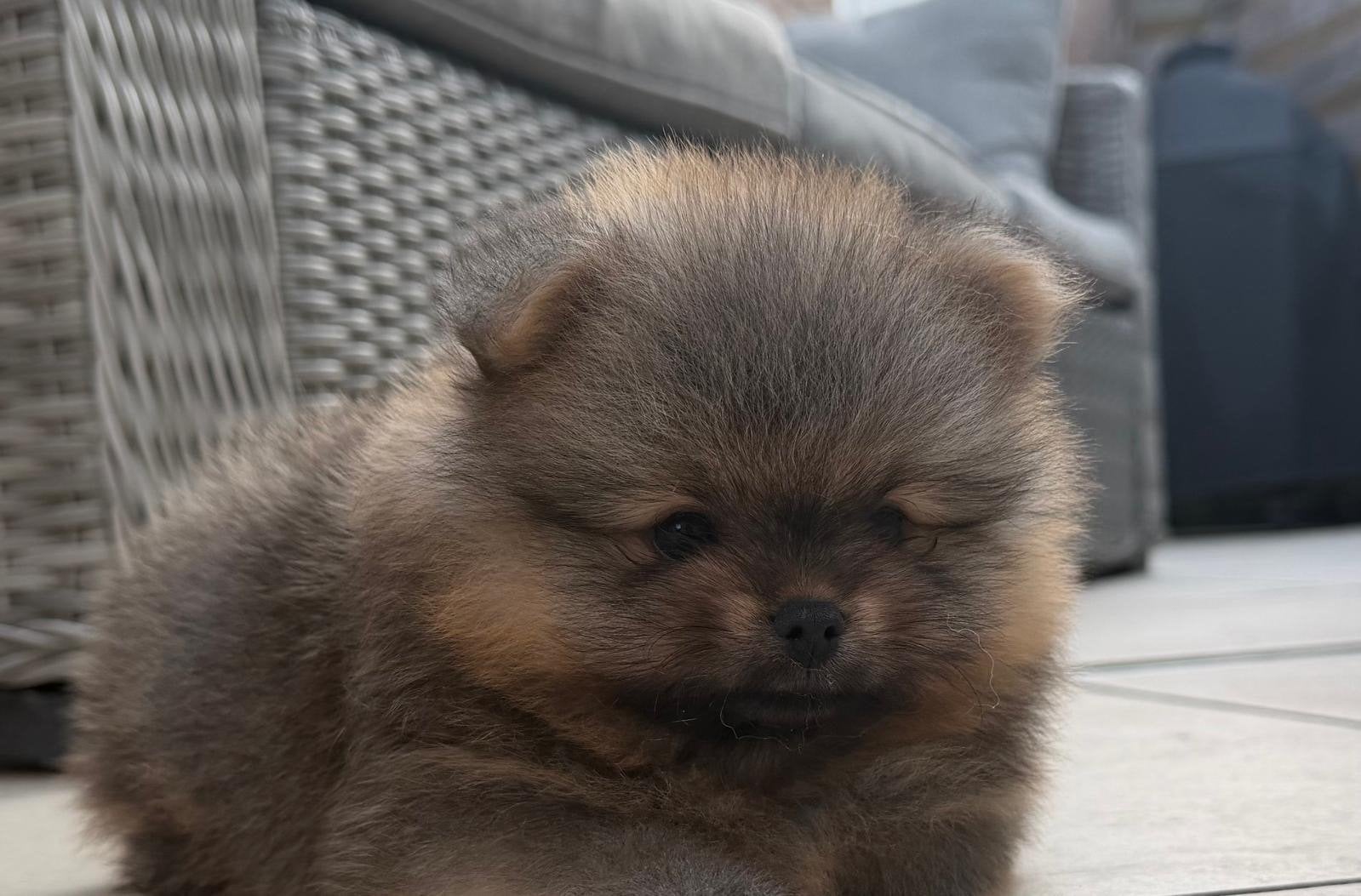 Pomeriaan pup, Keeshond, Reu, 8 tot 15 weken, Parvo